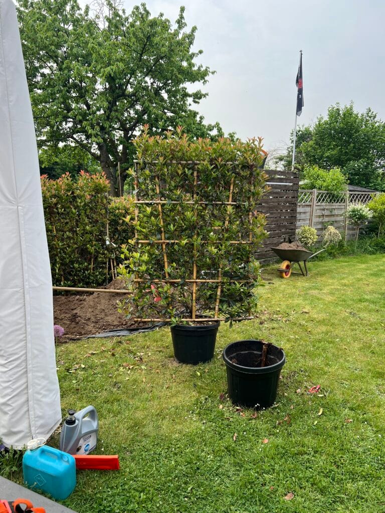 Spaliere Hecken bepflanzen