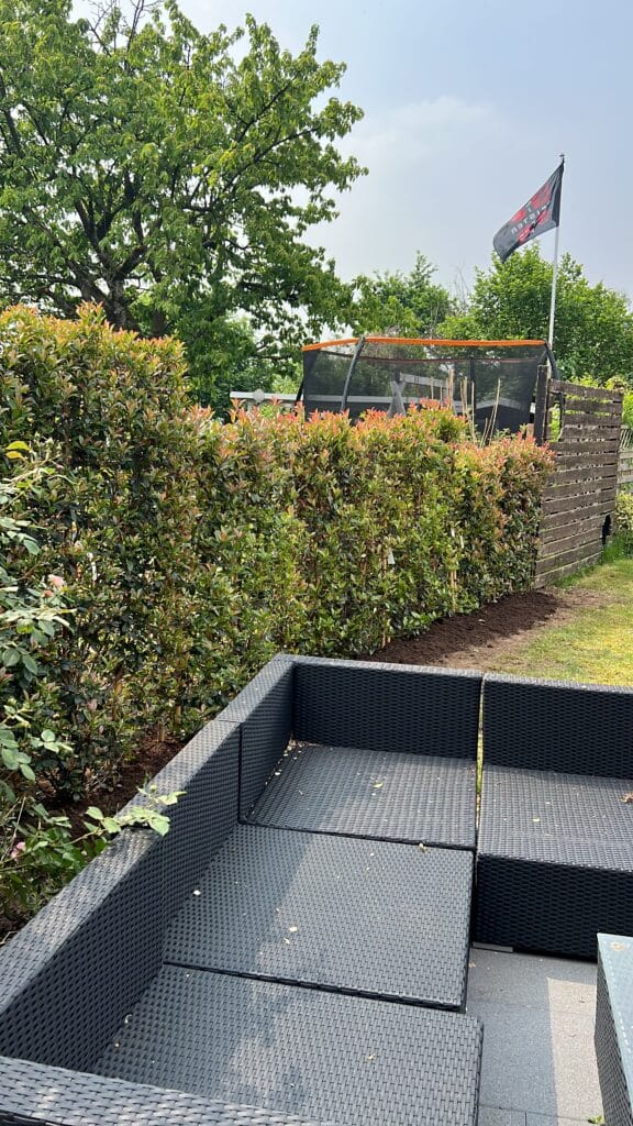 Bepflanzung neuer Hecken mit Spaliere